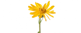 arnica