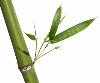 Bamboo