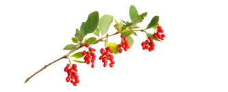berberis