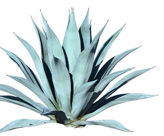 blue_agave