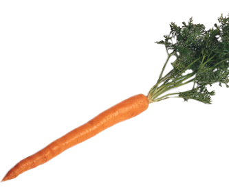 Carrot