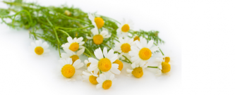 chamomile