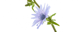 chicory