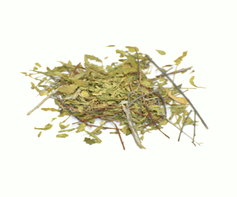 damiana-de-california