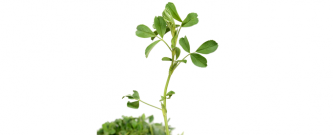 lucerne_purple_medick