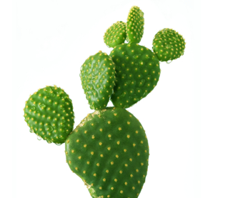 Nopal